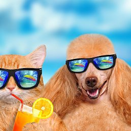 ������, ������-��������