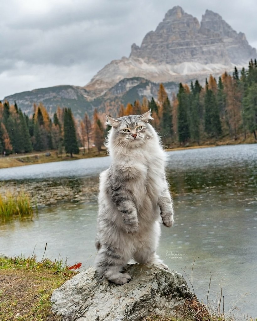 Это единственные тревел-блогеры, которых хочется смотреть хоть каждый день. Потрясающие коти - 3