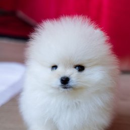 ���� �����, �����������, 67 ��� - ��������� 19 ������ 2024