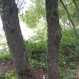 �������, ����-���������, 62 ����