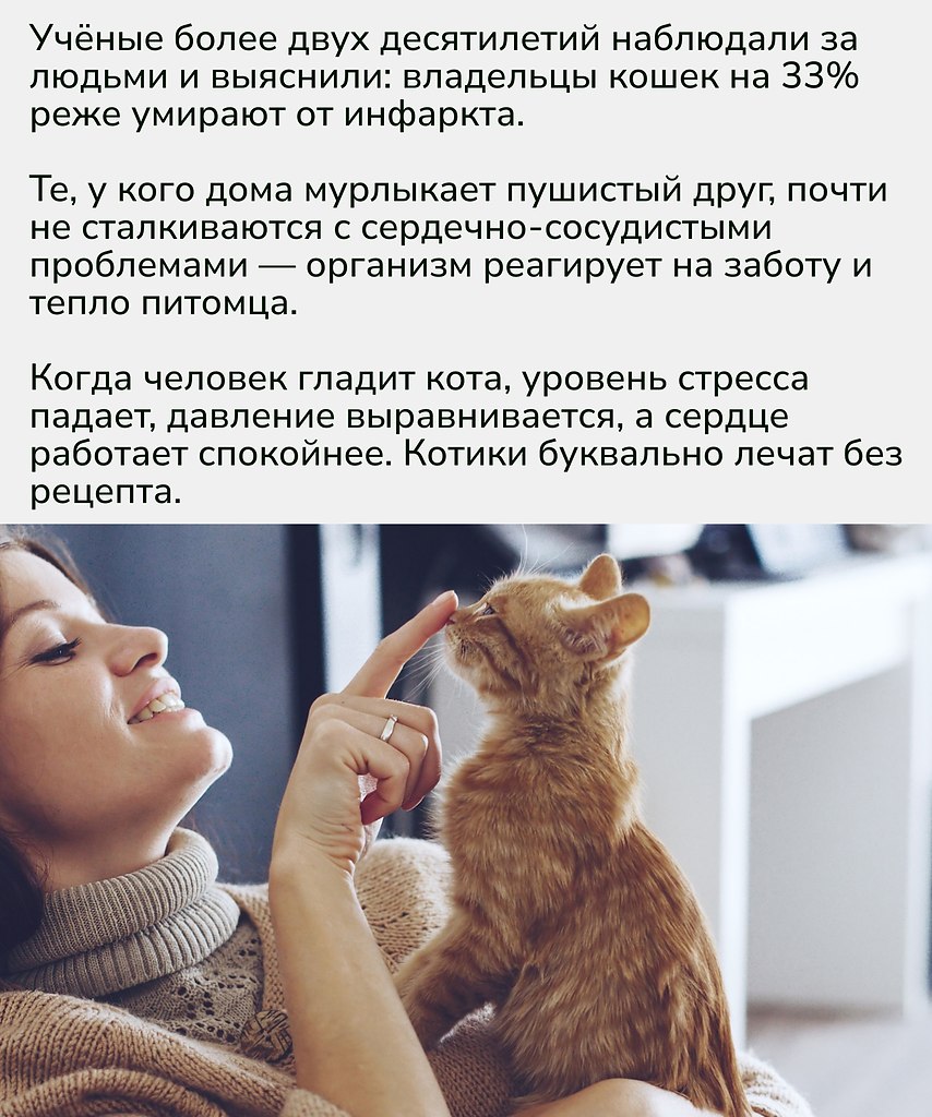 Держать кошку — это не просто мило, а ещё и полезно для сердца. Пожалуй, лучший антистресс — тот, ... - 2