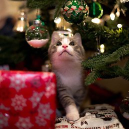 Bme Click, ������