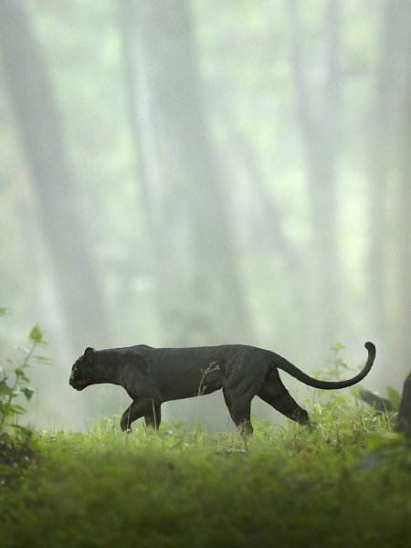 ׸      ,       ,   ... - 3