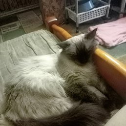 �������, �����, 45 ���