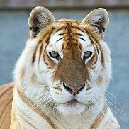 �����, 21 ���, ����������