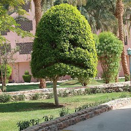 �����, ���������, 55 ���