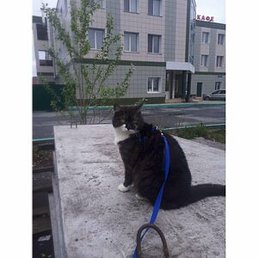 ������, ������, 46 ���