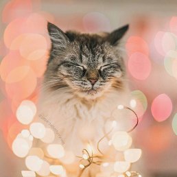 �������, �����, 51 ���