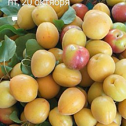 Kamil, ������, 48 ���