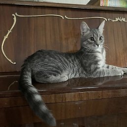 Ryzhik, ����, 54 ����