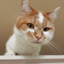 ���� ����, �����, 54 ���� - ��������� 8 ������� 2025 � ������ ���� ����������