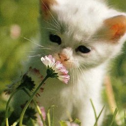 �������, �����-���������, 50 ���