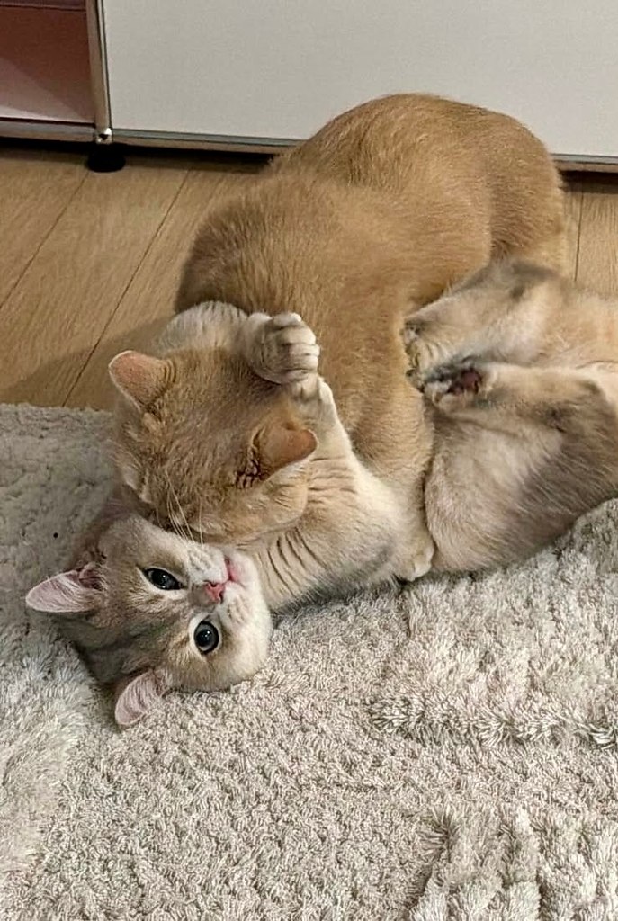 �� �������� ����� �� ����� - ���� ����