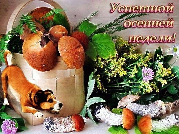 ПРИВЕТСТВИЯ и ПОЖЕЛАНИЯ, открытки на каждый день. - 26 октября 2025 в 22:51
