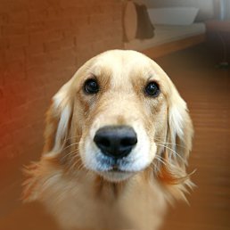 ���������, �������, 67 ���