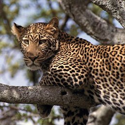 �����, �����-���������