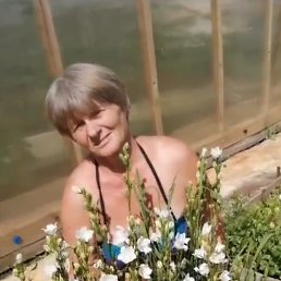 , 66, 