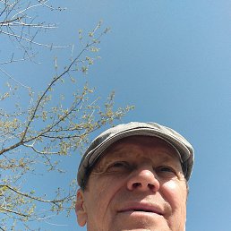 ��������, 66 ���, ���������