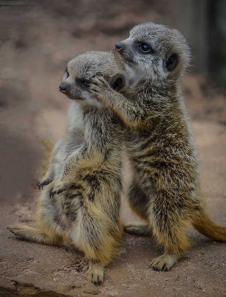   ,     .   ,   ... - 2