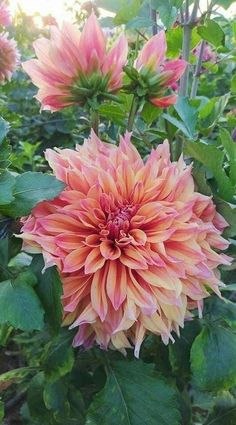 6  -  ! ,   (Dahlia)     ,  ... - 3