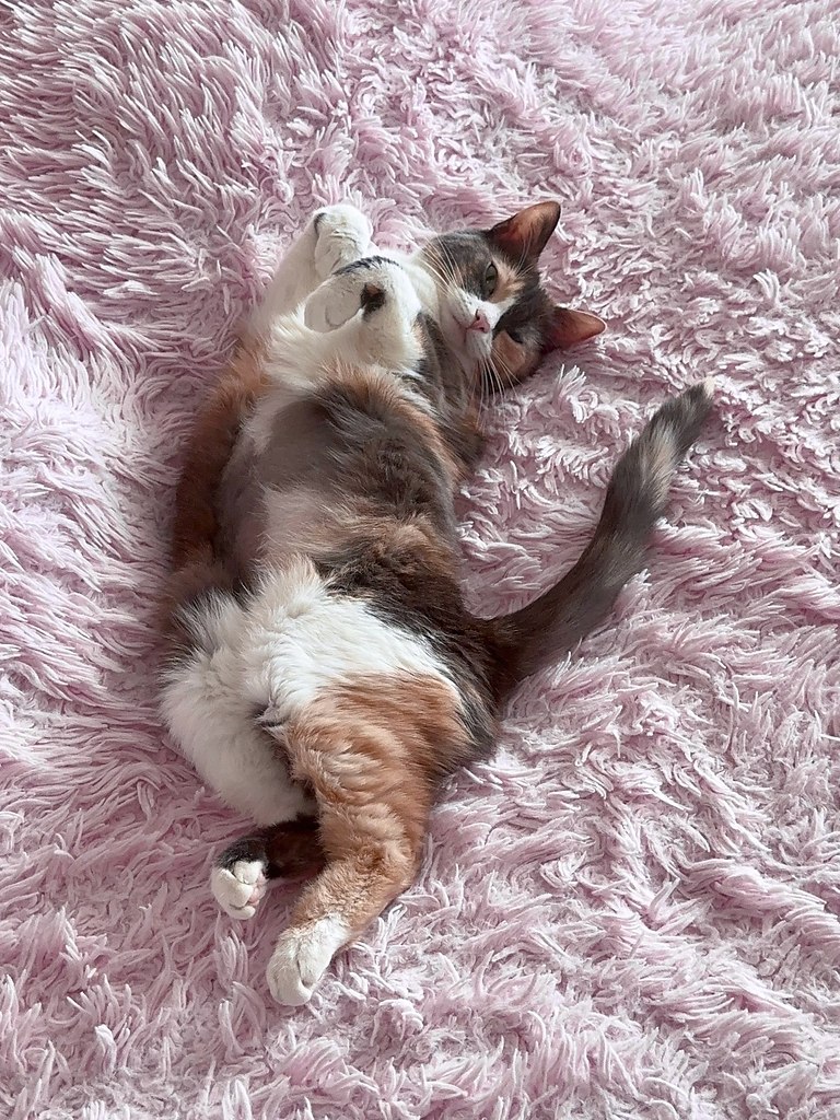 Вот у кого жизнь малина.#МиниБорисовна