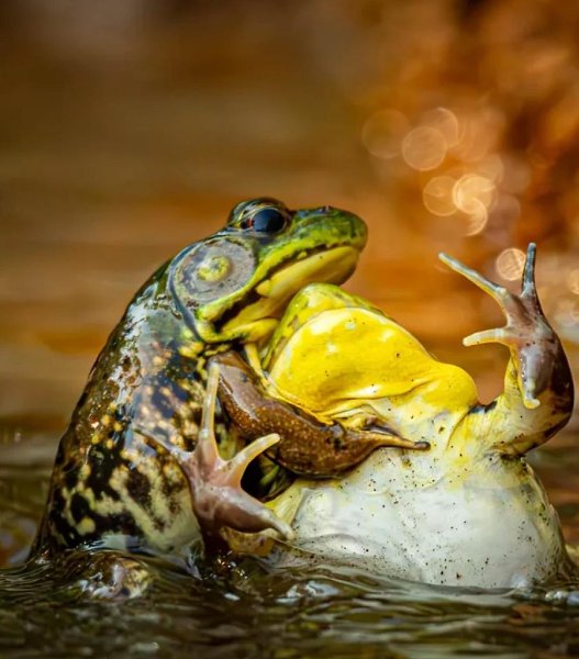     Nikon Comedy Wildlife Awards 2025      ... - 3