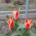 ���� Nastasya, ����, 34 ���� - ��������� 21 ������ 2026 � ������ ������ ��������