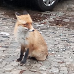 ������, ���������, 38 ���