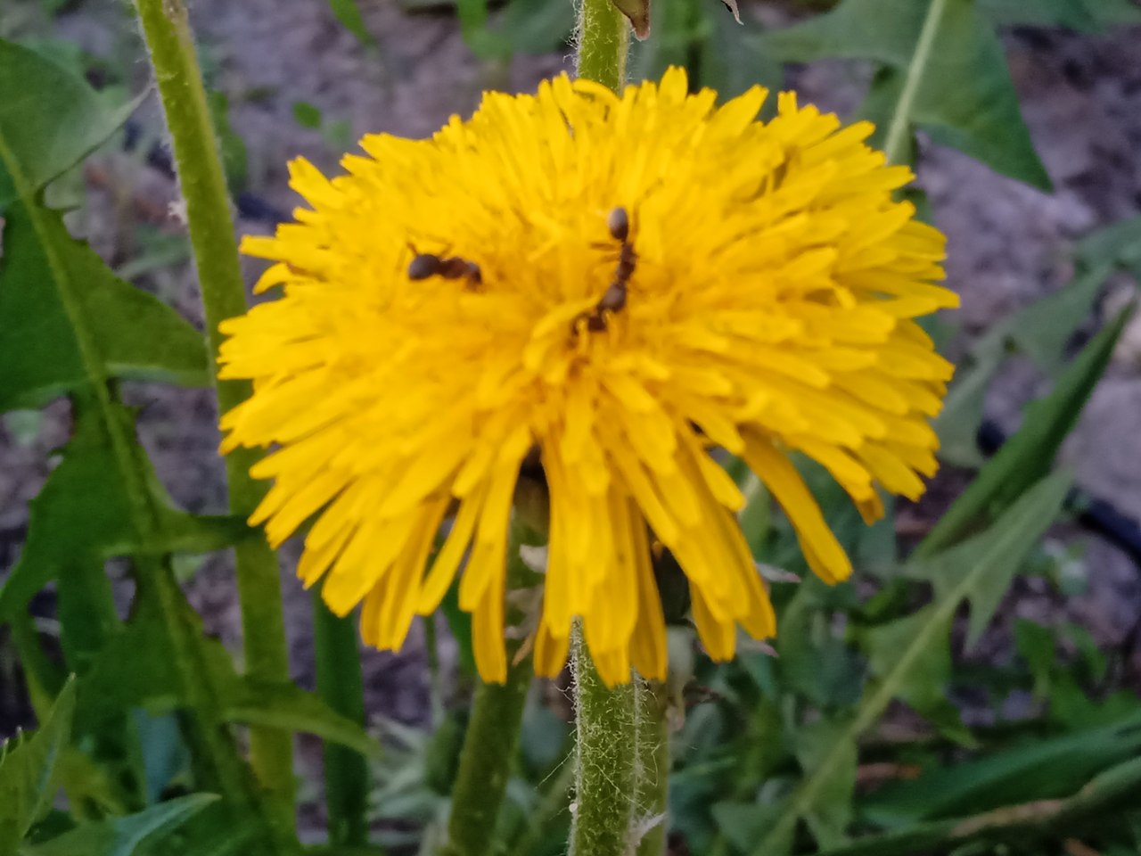 ���� ������� - 9 ��� 2026 � 20:27 - 3