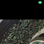 ����, 42 ����, ������