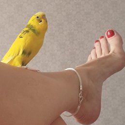 , 62, 