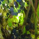 ���� Eimilia, ������� - ��������� 14 �������� 2025 � ������ ������ ��������