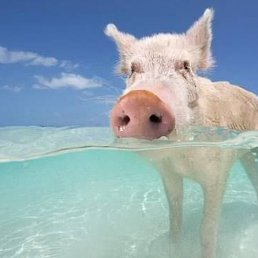 Dima, ������, 43 ����