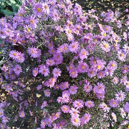 �������, ������, 57 ���