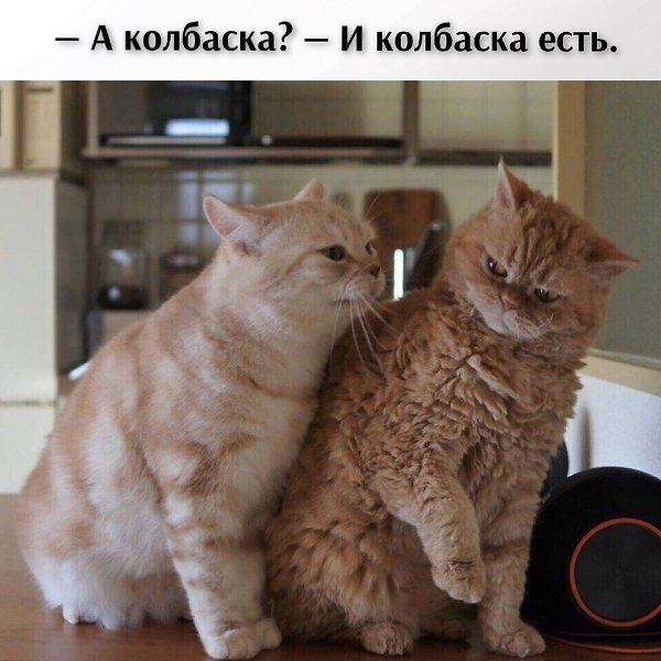 ��� ���� � ����� �� �� - 19 ������ 2026 � 21:42 - 4