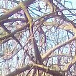 �������, ����������, 45 ���