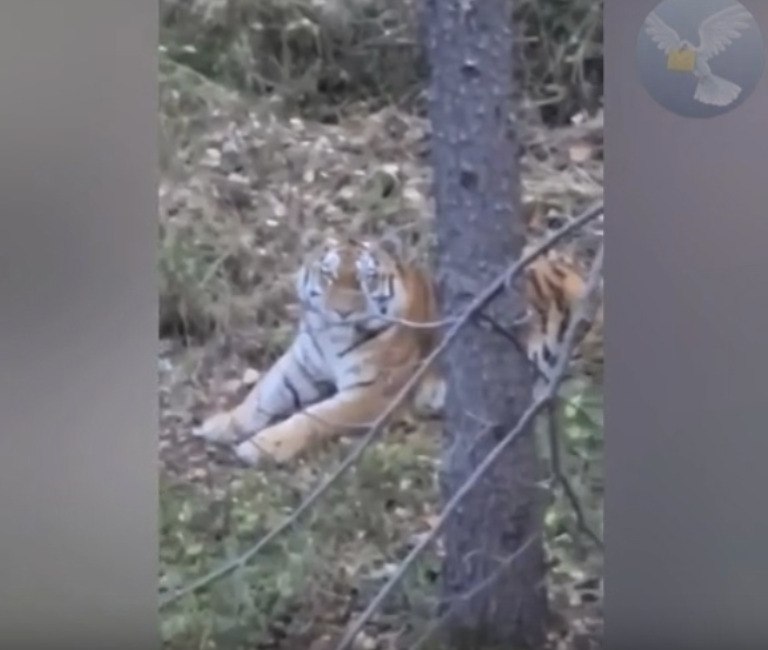 Человек, считающий себя венцом творения, оказался в положении загнанной дичи. На опубликованных ...