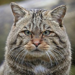 Konstantin, �����������, 65 ���