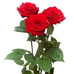 ������, ���������, 50 ���