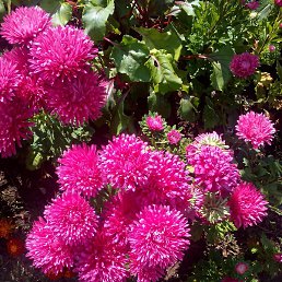 ��������, ������