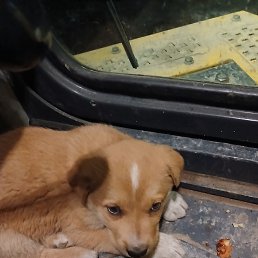 ���� ��������, ������, 48 ��� - ��������� 12 ������ 2026