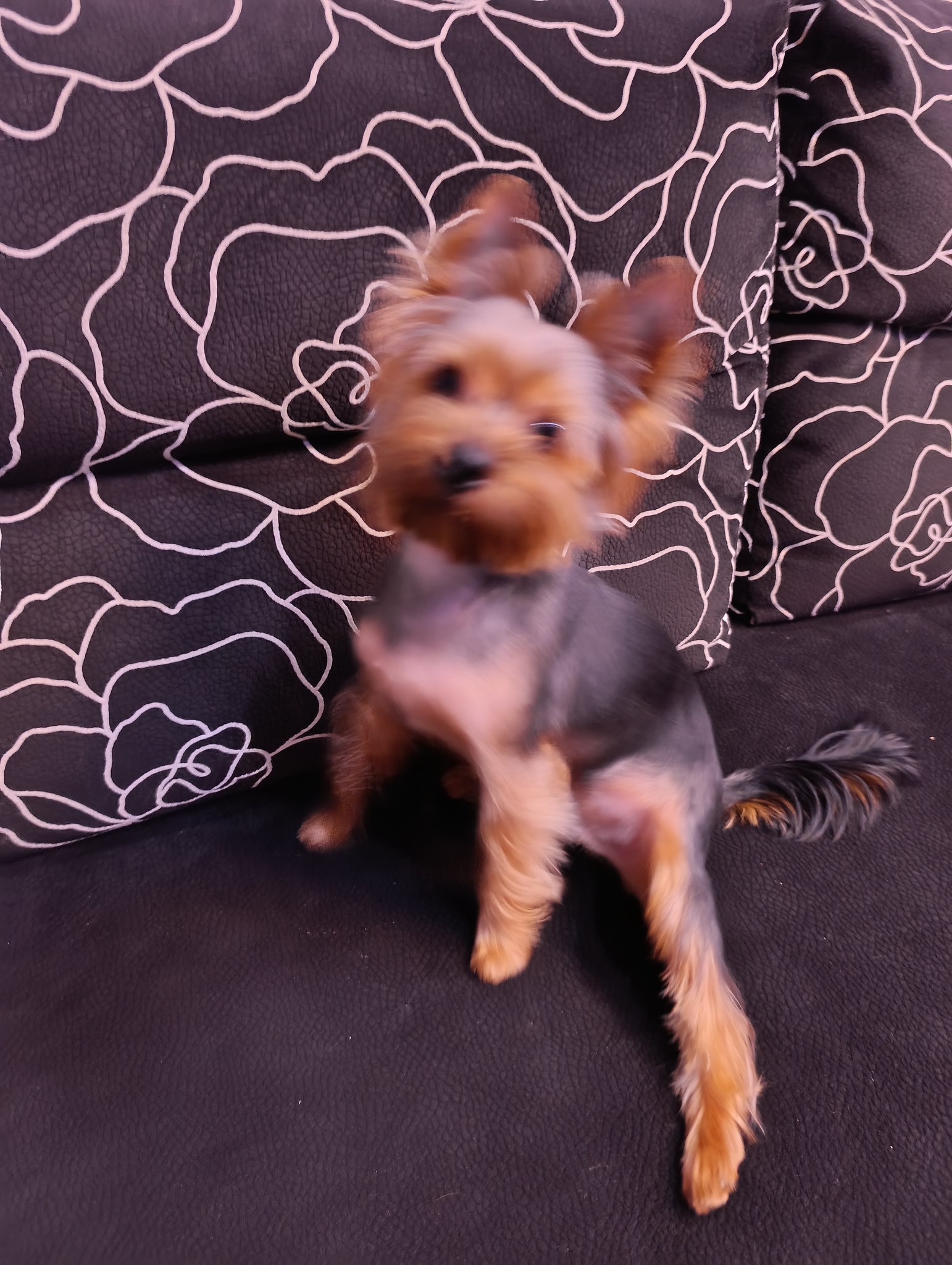  Elena - 7  2025  18:11