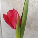 ���� ��������, ������, 38 ��� - ��������� 28 ����� 2026 � ������ ���� ����������
