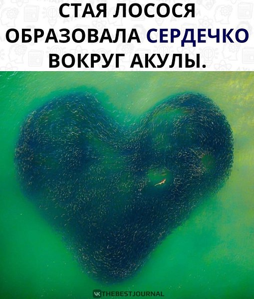 Какая милота.Фотографу при помощи дрона удалось сфотографировать такой необычный кадр)