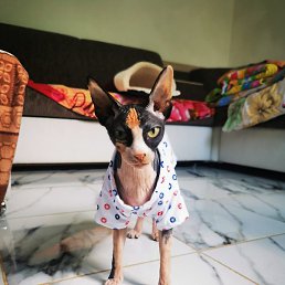 �����, ����, 54 ����