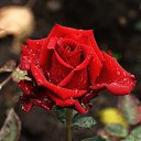 ���� Aleksandr, �����������, 64 ���� - ��������� 12 ���� 2026 � ������ ���� ����������