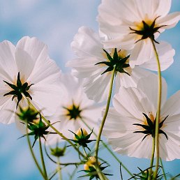 ����, ������, 49 ���