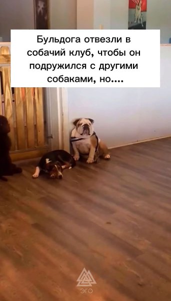 У других собак случился небольшой приступ.Ну, зато скулить перестали)