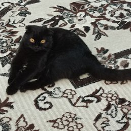 ����������, ������-��-����, 51 ���