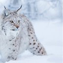 ���� ���i�, �������, 106 ��� - ��������� 19 ������� 2024 � ������ ���� ����������